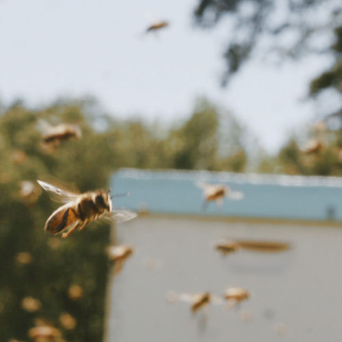 upmc beekeeper 2